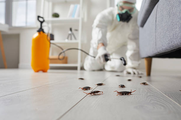 Affordable Termite Control solutions in Mammoth, AZ